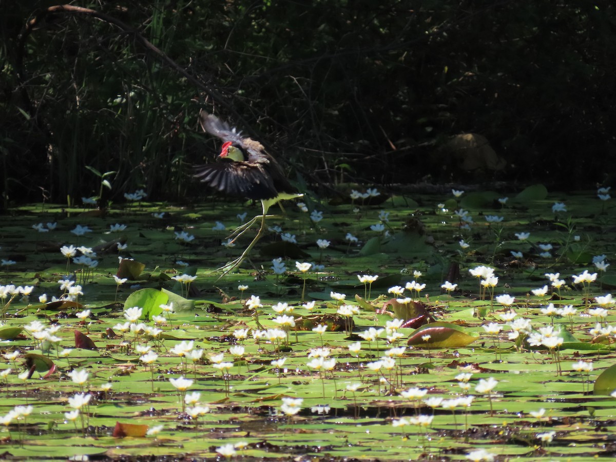 Comb-crested Jacana - ML613153699