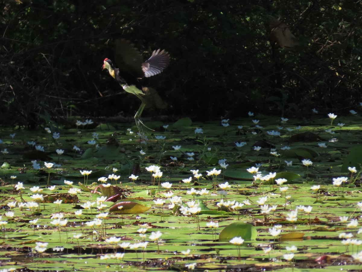 Comb-crested Jacana - ML613153700