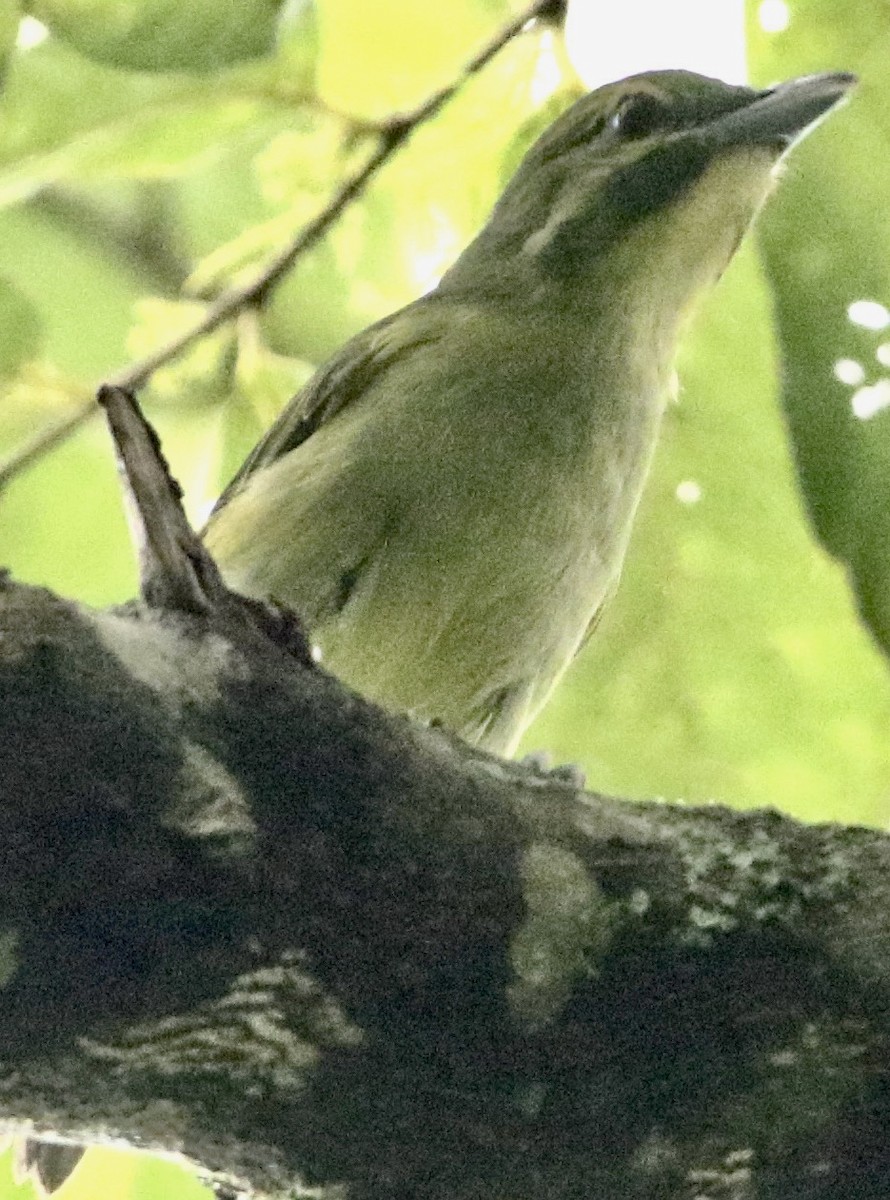 Green Shrike-Vireo - ML613153729