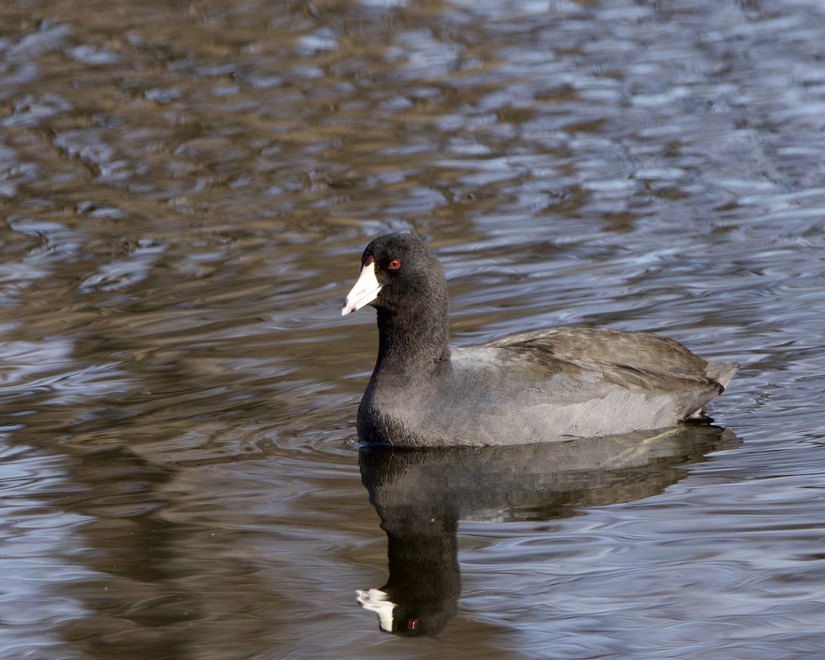 American Coot - ML613153791