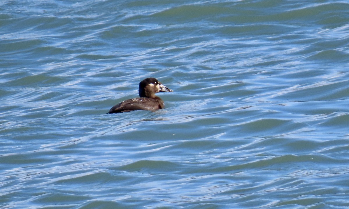 Surf Scoter - ML613153792