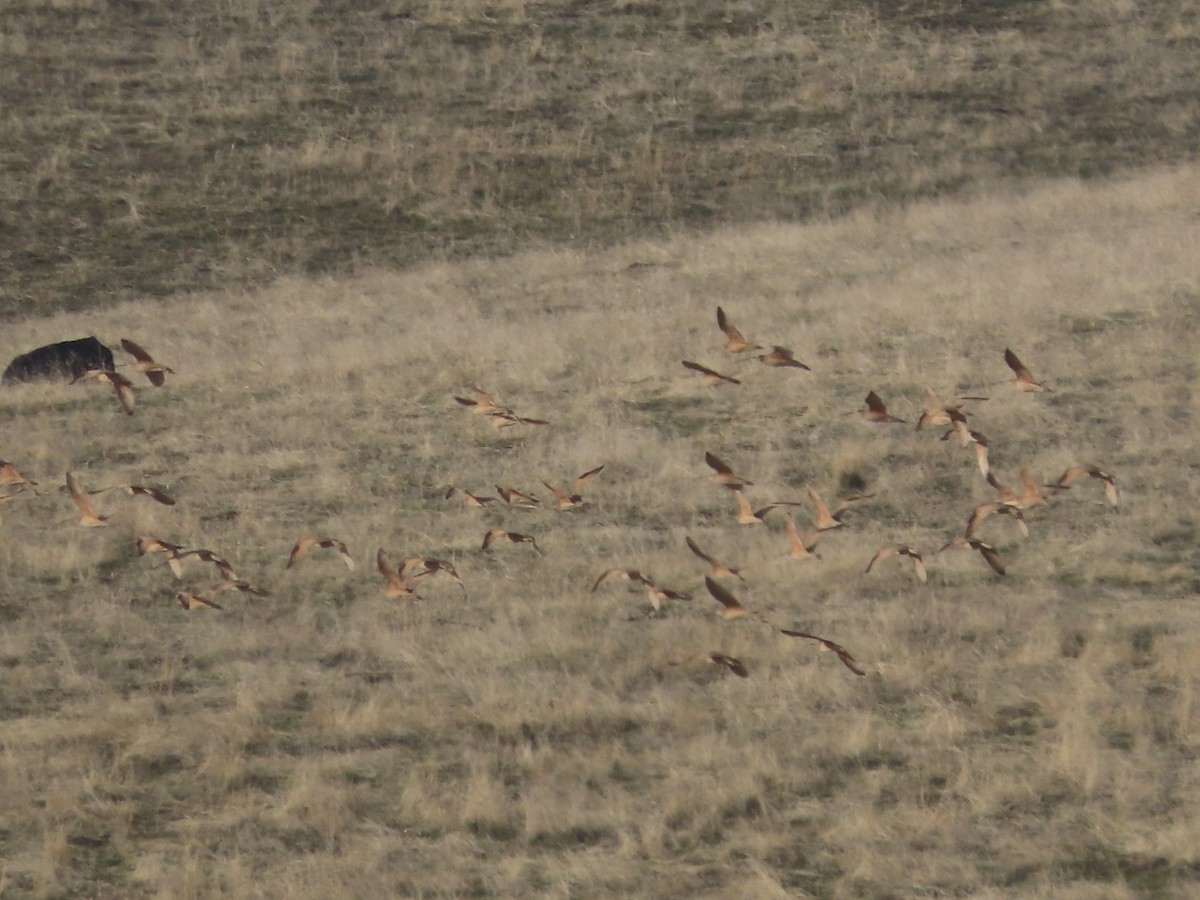 Long-billed Curlew - ML613153838