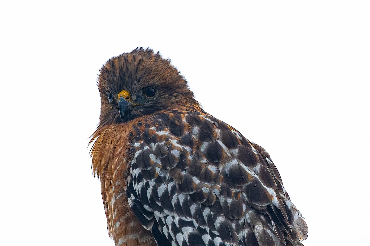 Red-shouldered Hawk - ML613153880