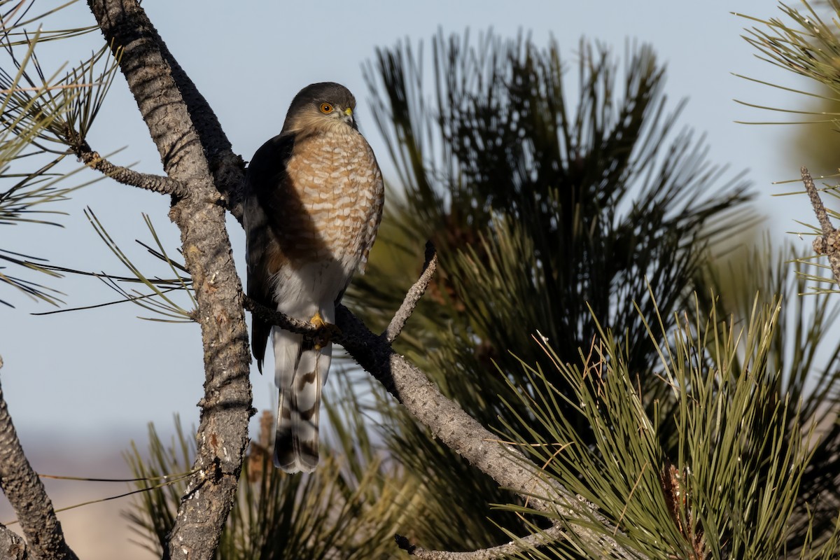 Sharp-shinned Hawk - ML613153893