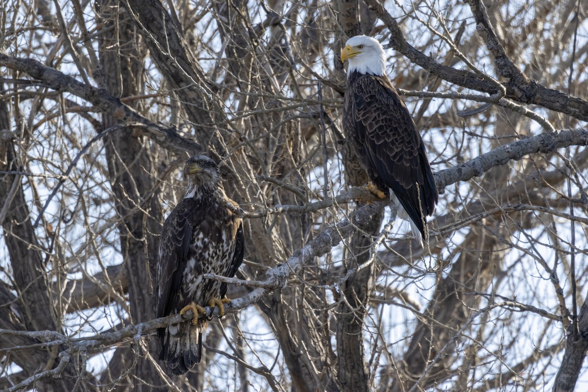 Bald Eagle - Tommy Childers