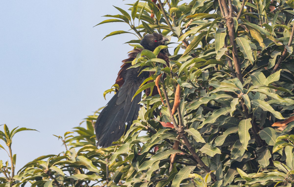 Greater Coucal - ML613154100