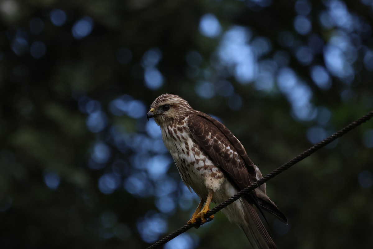 Broad-winged Hawk - ML613154107