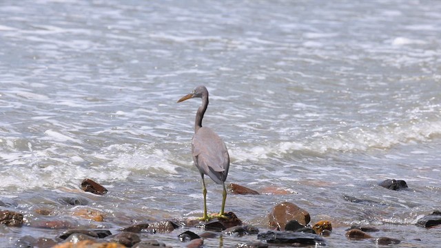 Pacific Reef-Heron - ML613154158