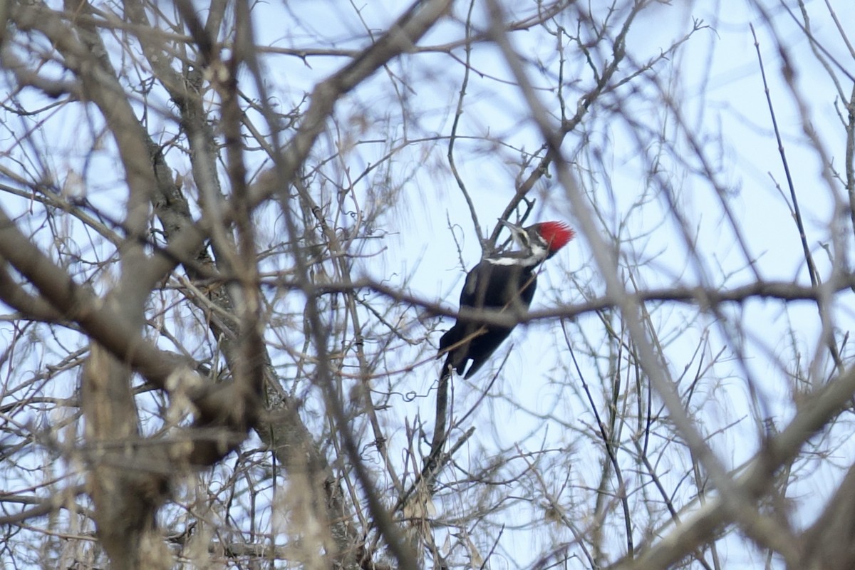Pileated Woodpecker - ML613154194