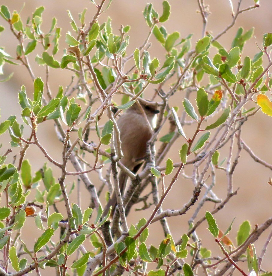 Bushtit - Lani Sherman