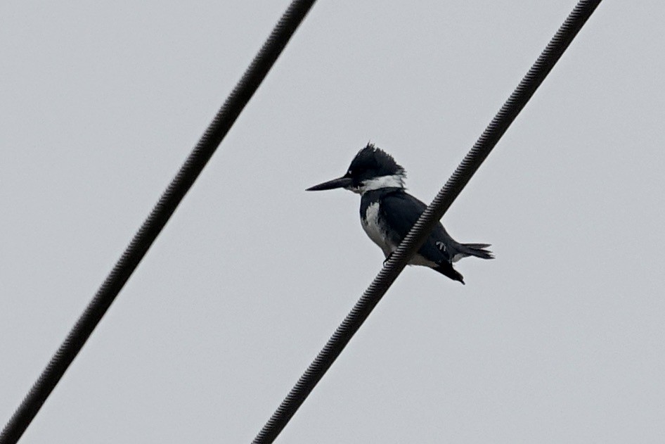 Belted Kingfisher - ML613154211