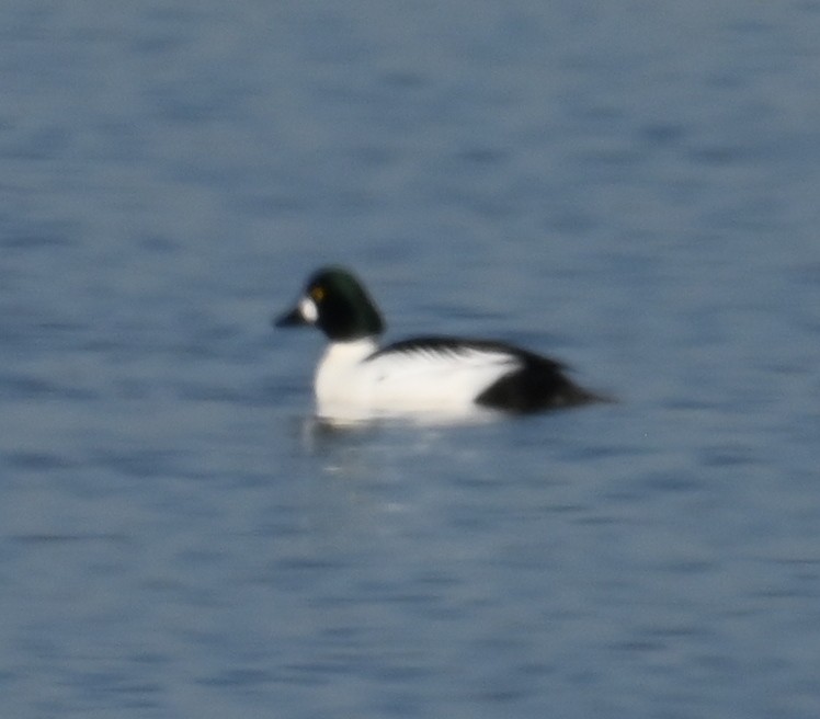 Common Goldeneye - ML613154257