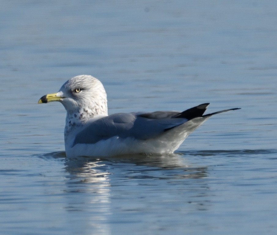 Ring-billed Gull - ML613154268