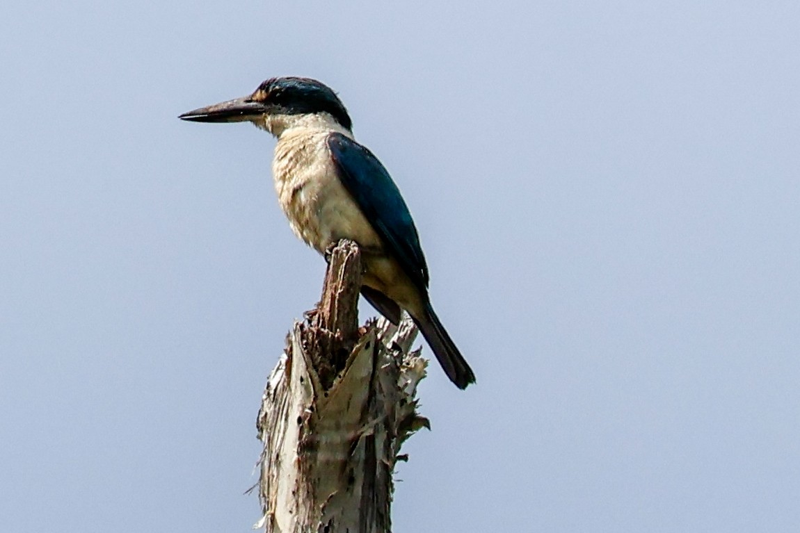 Sacred Kingfisher - Sonia Boughton