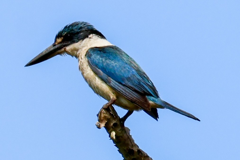 Sacred Kingfisher - Sonia Boughton