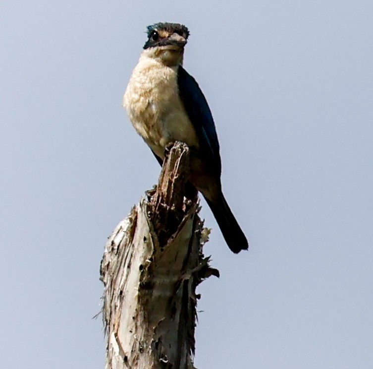 Sacred Kingfisher - Sonia Boughton