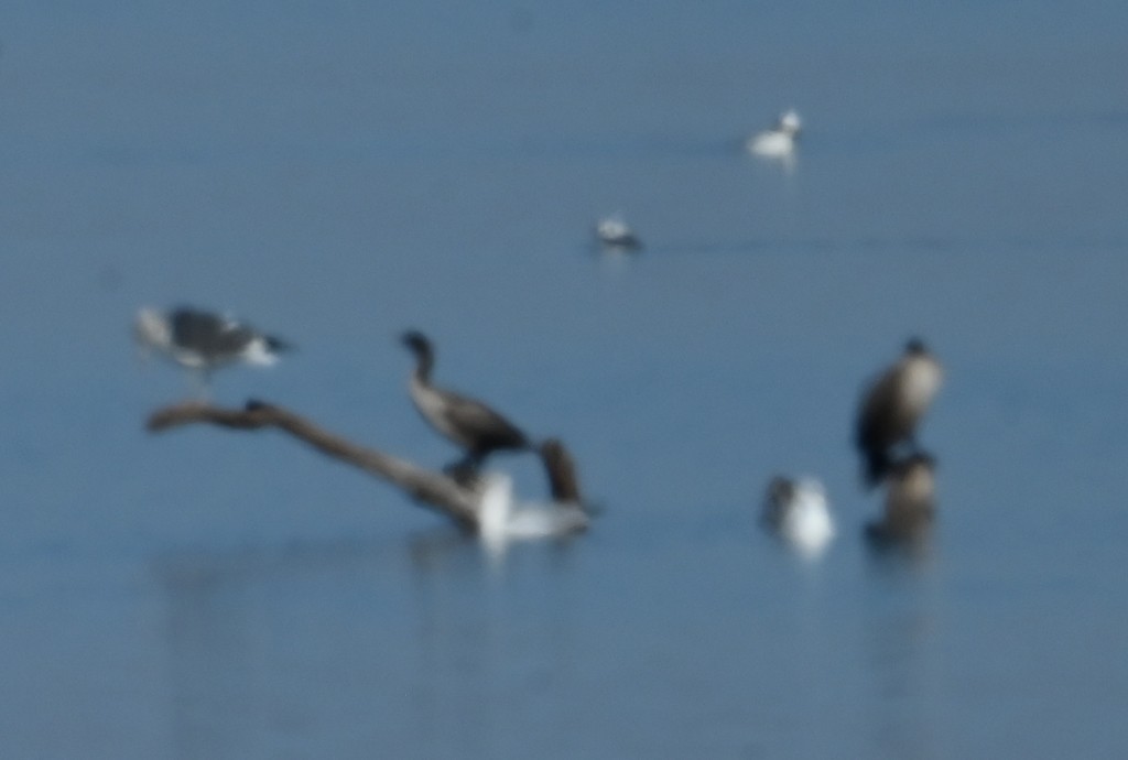 Gaviota Sombría - ML613154282