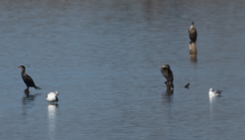 Double-crested Cormorant - ML613154300