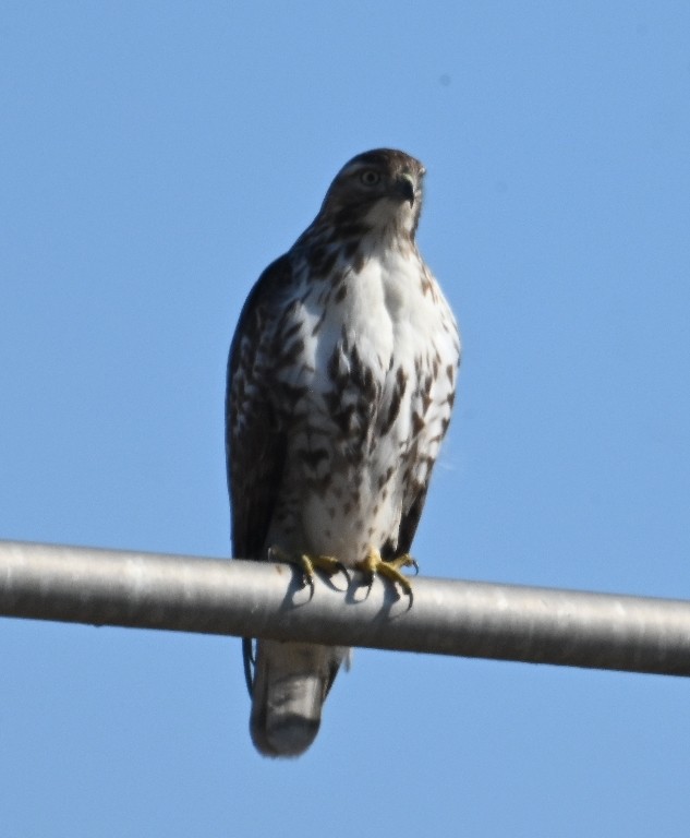 Red-tailed Hawk - ML613154306