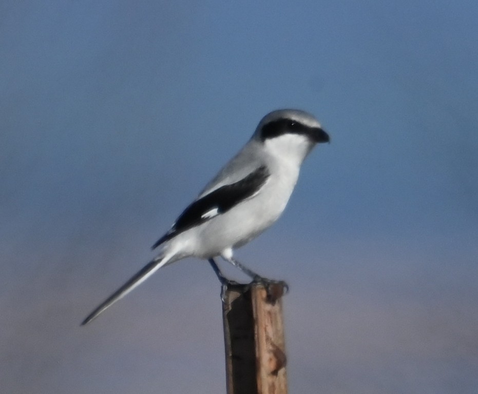 Loggerhead Shrike - ML613154313