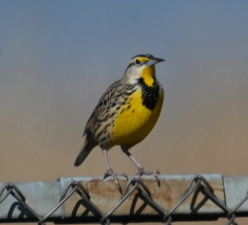 Eastern Meadowlark - ML613154314