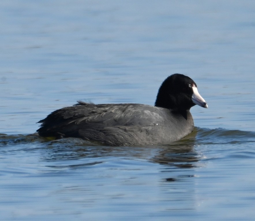 American Coot - Steve Davis