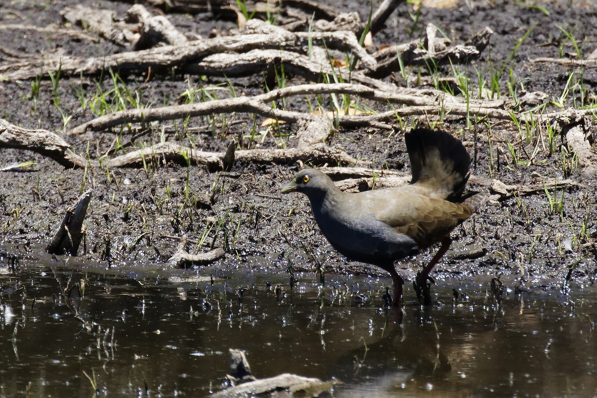 Rotfuß-Teichhuhn - ML613154320