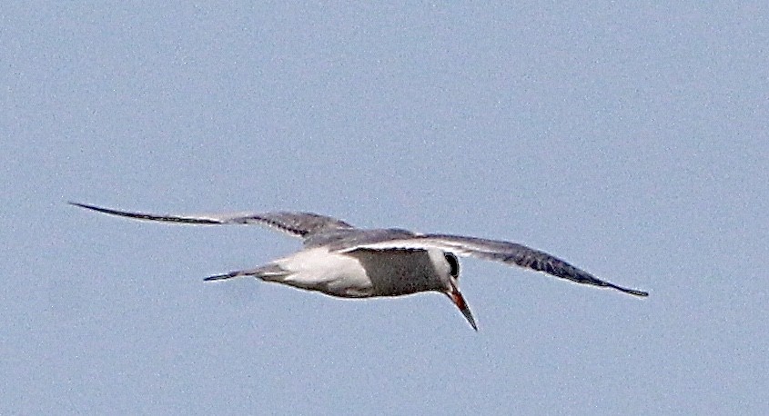 Forster's Tern - ML613154332