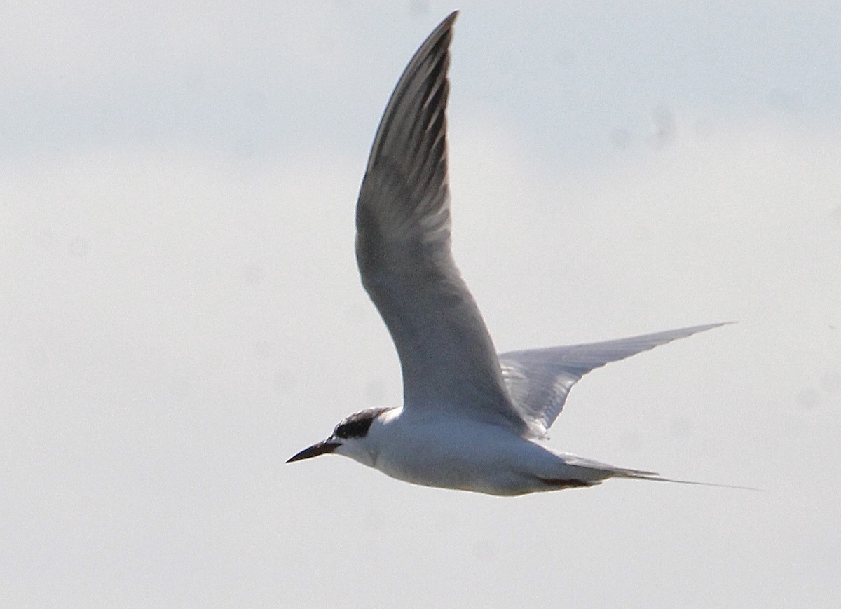 Forster's Tern - Ioa Byrne