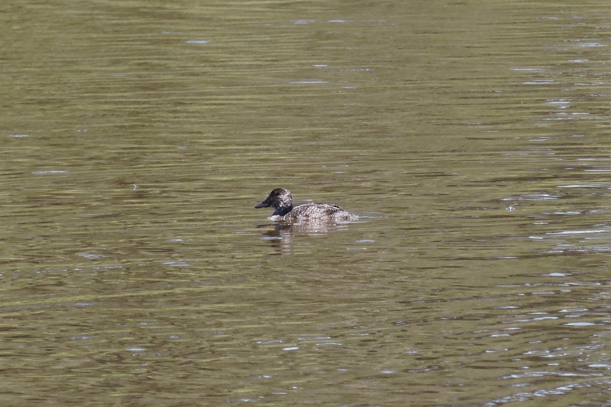 Blue-billed Duck - Raymond Bosman