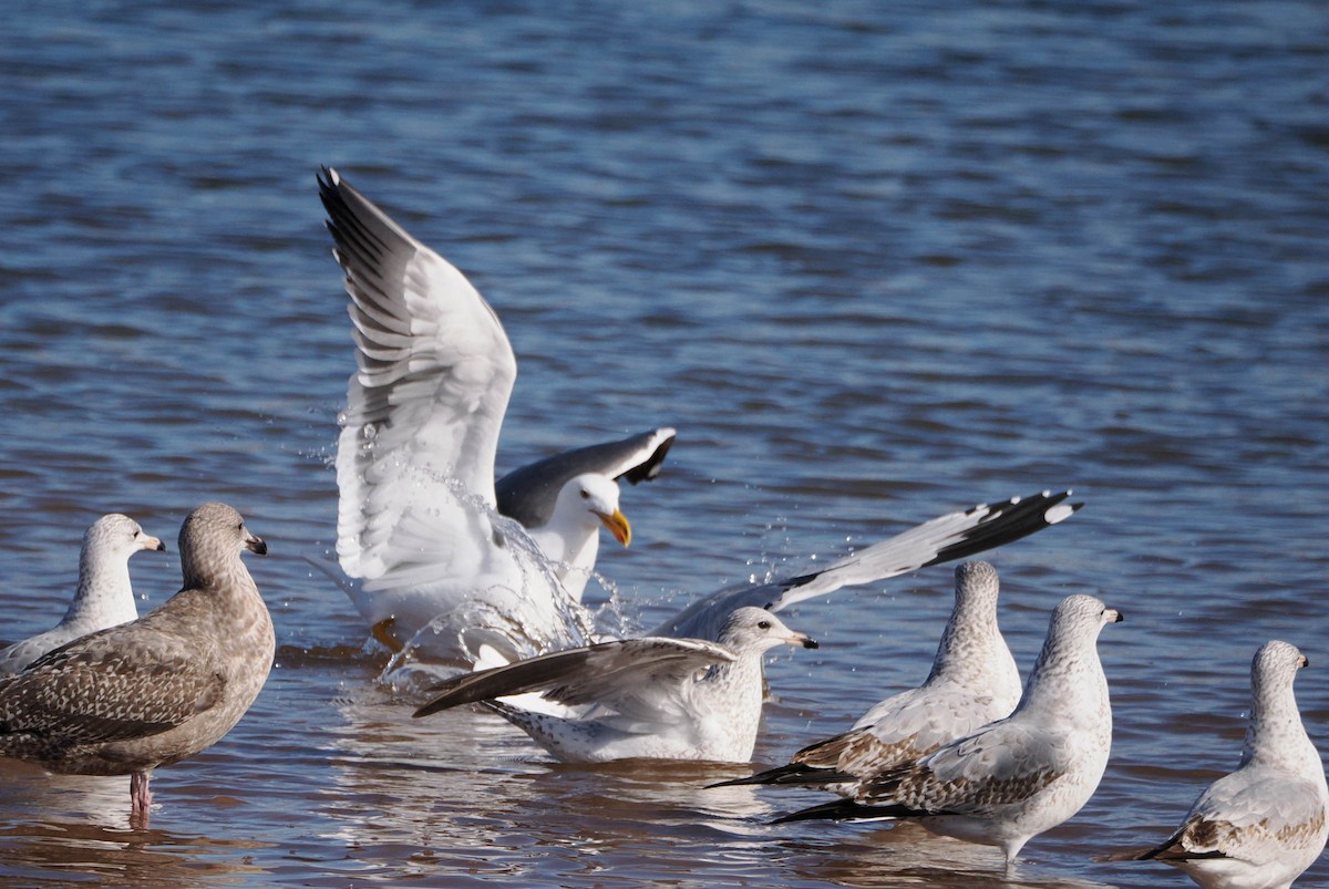 Yellow-footed Gull - ML613154419