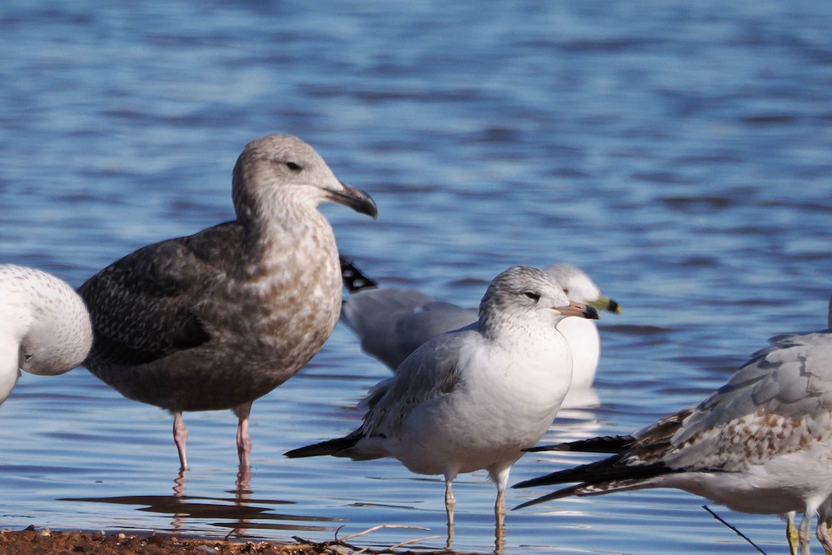 Herring Gull - ML613154424