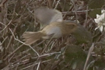 Nelson's Sparrow - ML613154458