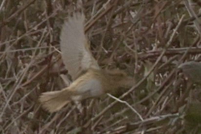 Nelson's Sparrow - ML613154459