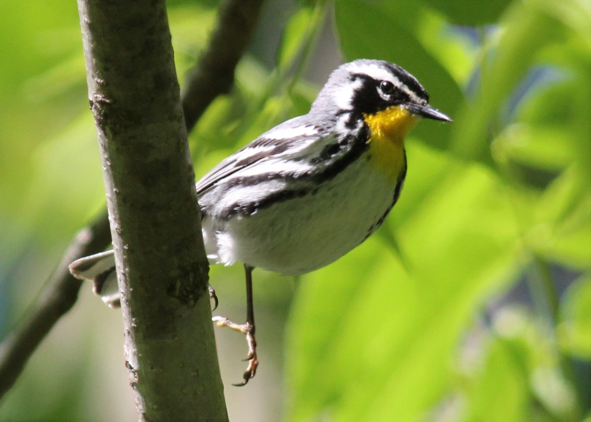 Yellow-throated Warbler - Todd Green