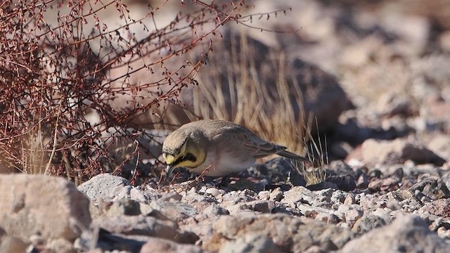 Жайворонок рогатий - ML613154483