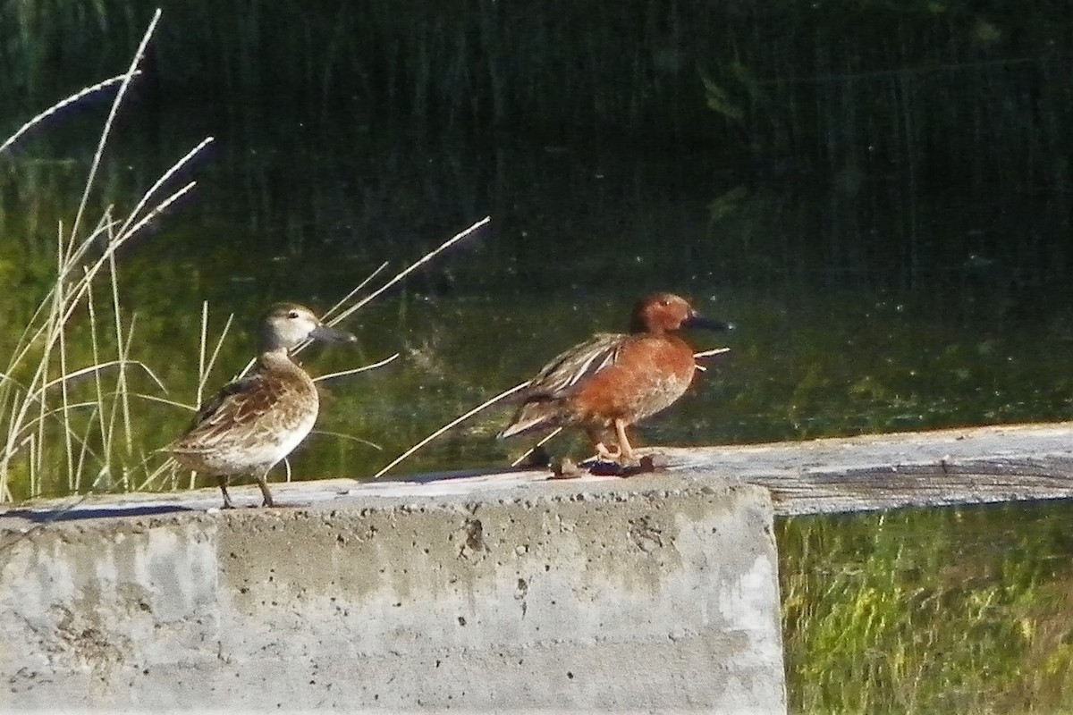 Cinnamon Teal - Todd Green