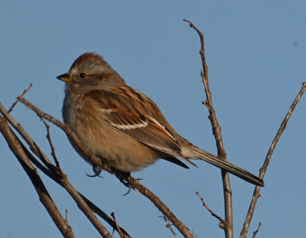 American Tree Sparrow - ML613154591