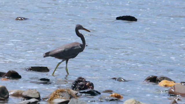 Pacific Reef-Heron - ML613154597