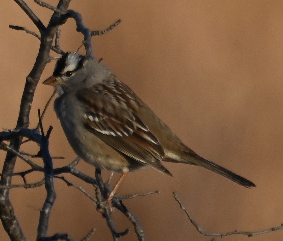 White-crowned Sparrow - ML613154603