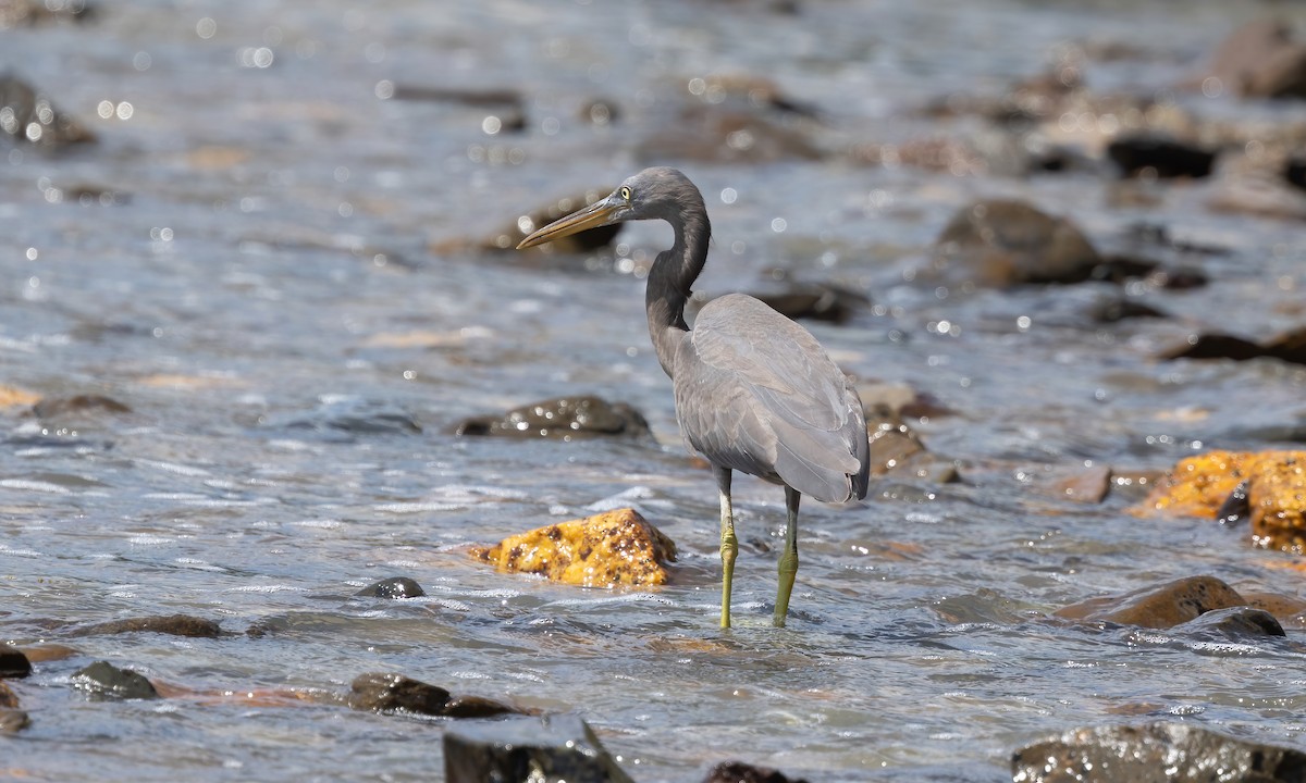 Pacific Reef-Heron - ML613154667