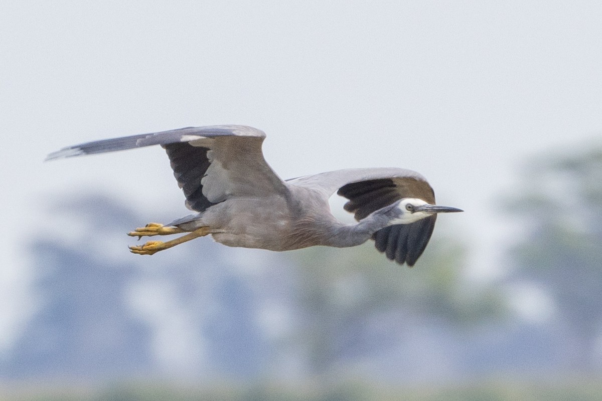 White-faced Heron - ML613154745