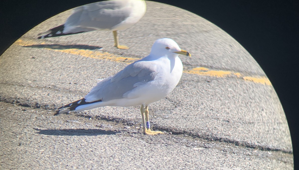 Ring-billed Gull - ML613154783