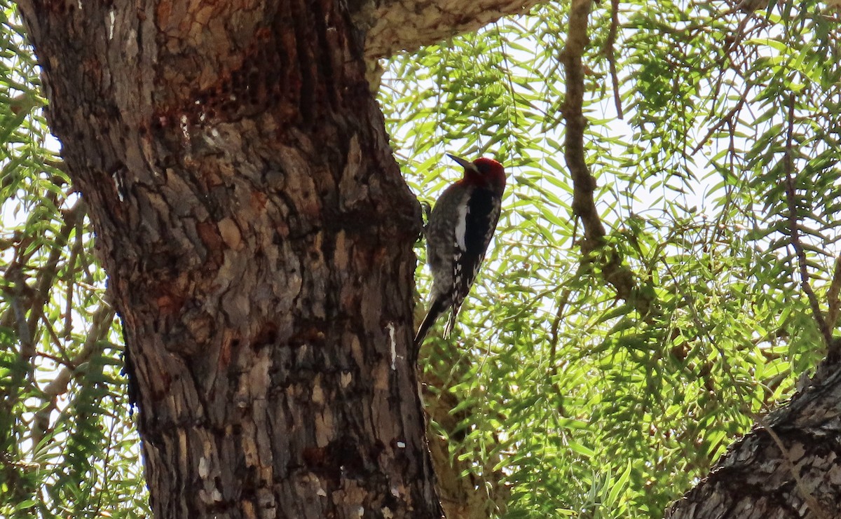 Red-breasted Sapsucker - ML613154804