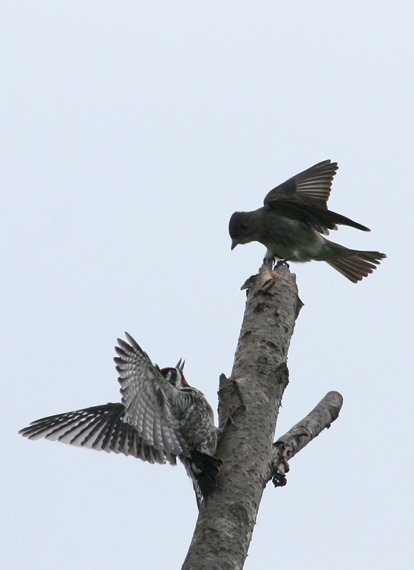 Olive-sided Flycatcher - ML61315481