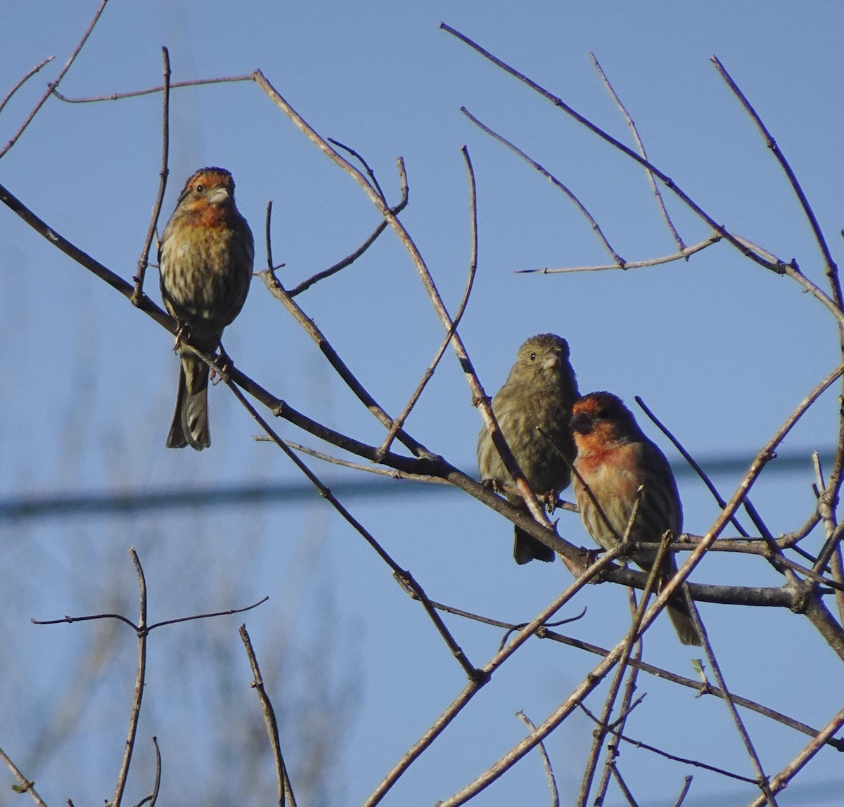 House Finch - ML613154865