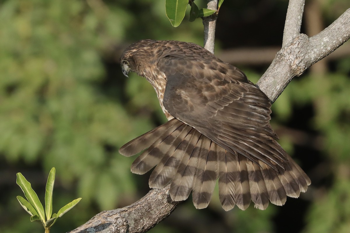 Crested Goshawk - ML613154897