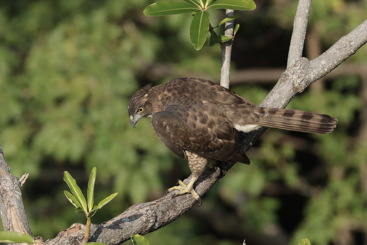 Crested Goshawk - ML613154899