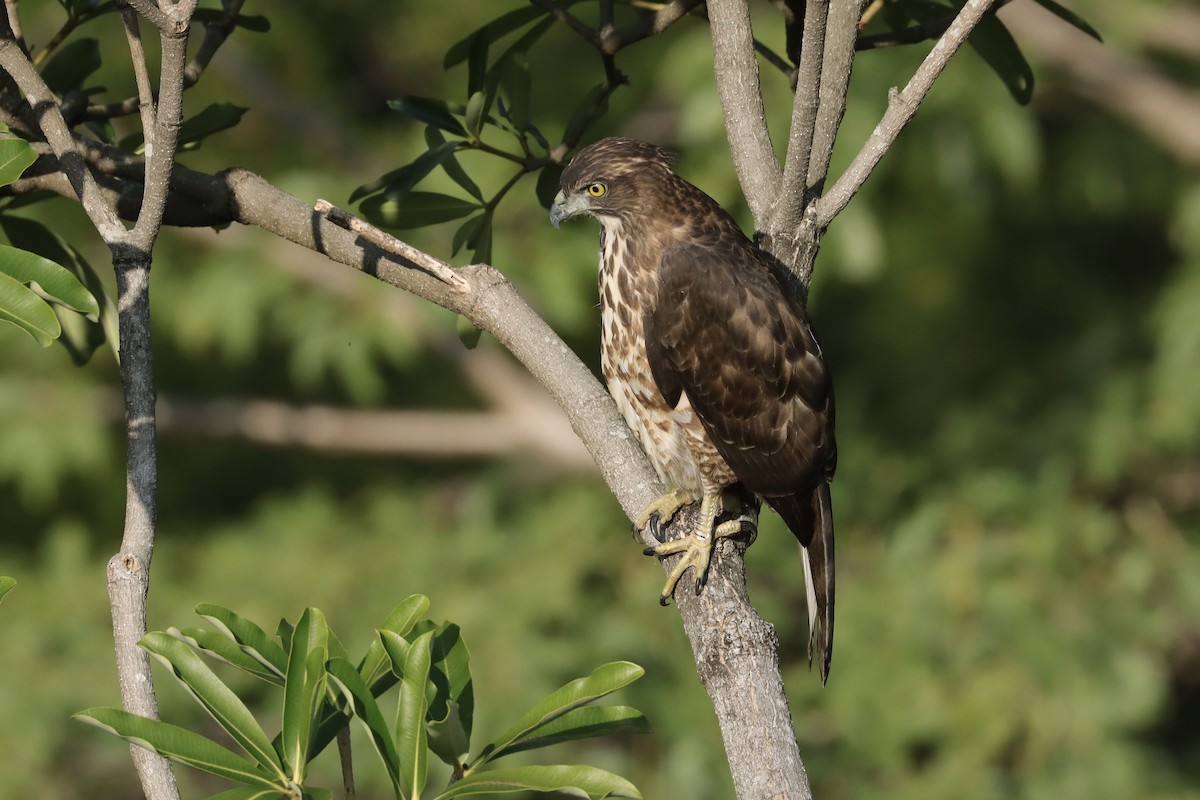 Crested Goshawk - ML613154900