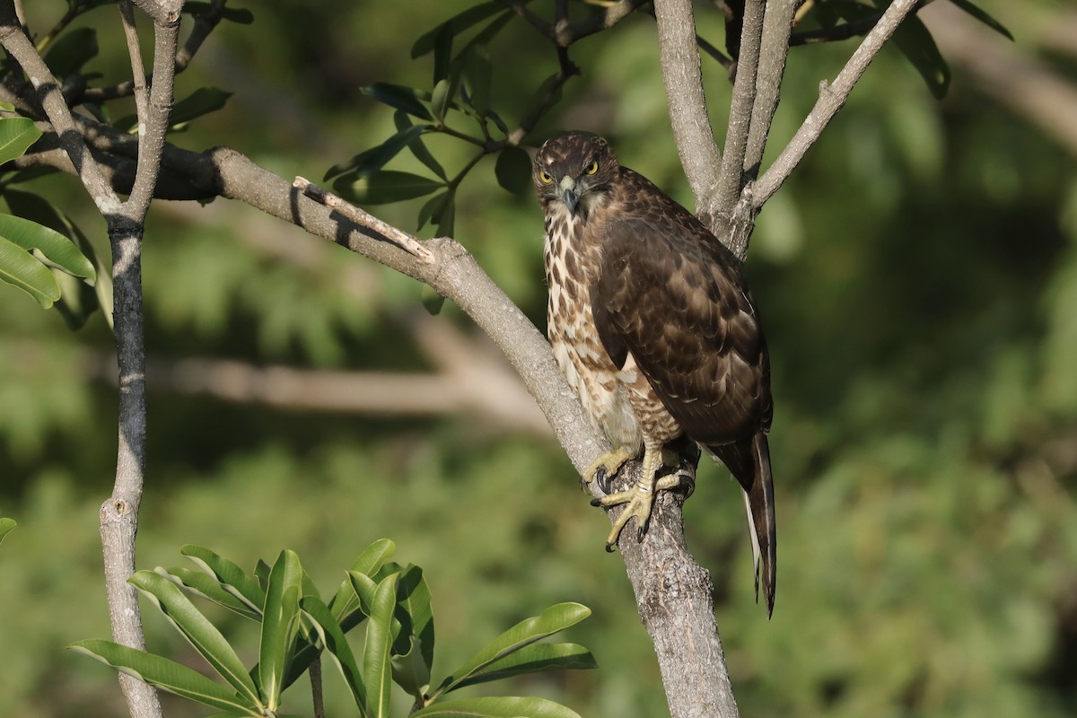 Crested Goshawk - ML613154902